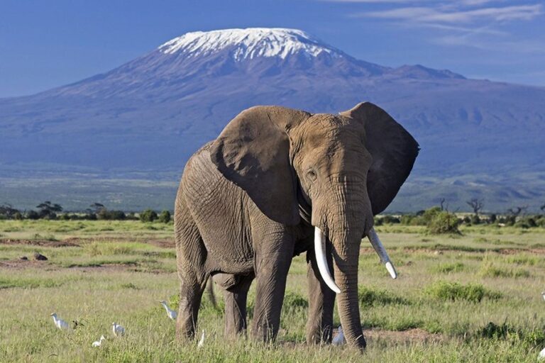 Wildlife Encounters